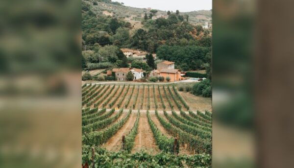 Lucca: Guided Winery Tour With Wine Tasting - Common Questions