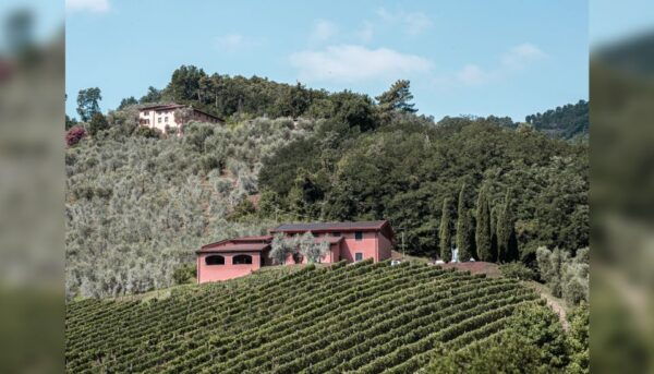 Lucca: Guided Winery Tour With Wine Tasting - The Sum Up