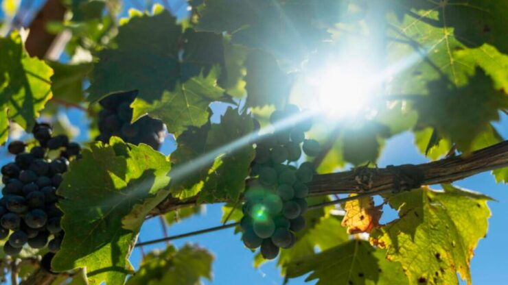 LUCCA HILLS: EBIKE TOUR WITH LUNCH AND WINE TASTING - Activity Highlights