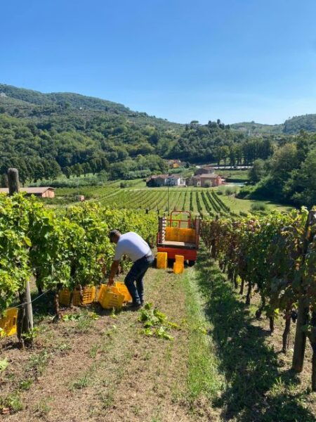 Lucca & Pisa Tour + Wine Tasting From La Spezia Port - The Sum Up