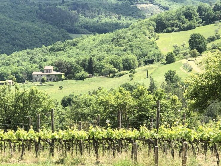 Lucca Private Day Tour to Chianti and San Gimignano - Good To Know