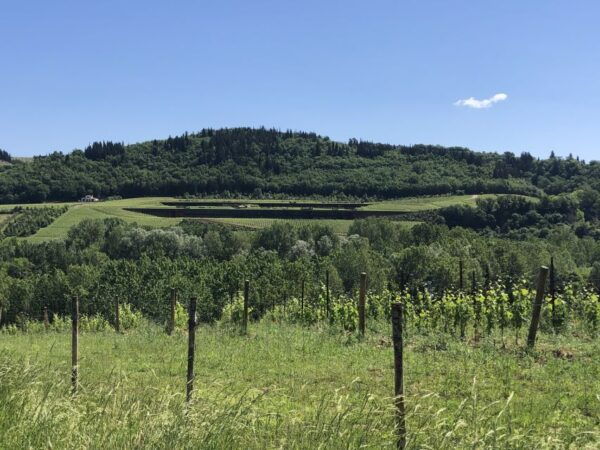 Lucca Private Day Tour to Chianti and San Gimignano - The Sum Up