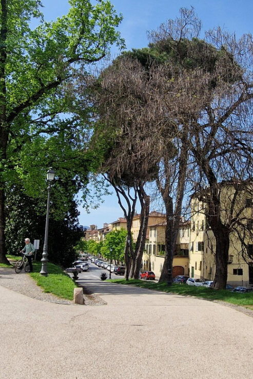 Lucca: Tour of City Center, San Martino, and San Frediano - Key Stops