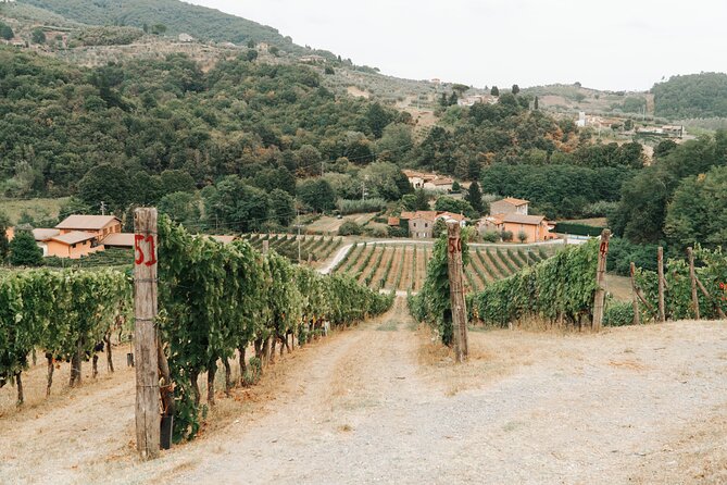 Lucca: Wine Tasting Experience - Tenuta Adamo Winery - Vineyards and Cellar Tour