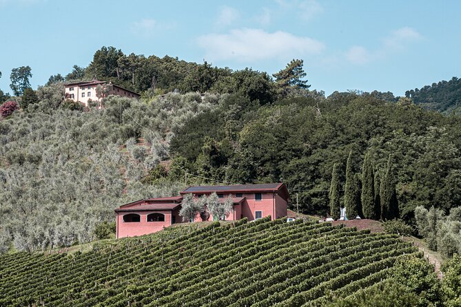 Lucca: Wine Tasting Experience - Tenuta Adamo Winery - Relaxation and Scenic Views