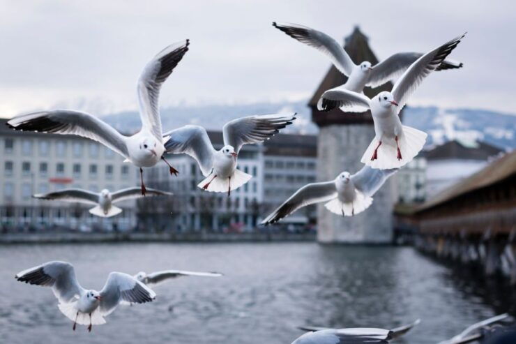 Lucerne: City Exploration Game and Tour - Booking Information