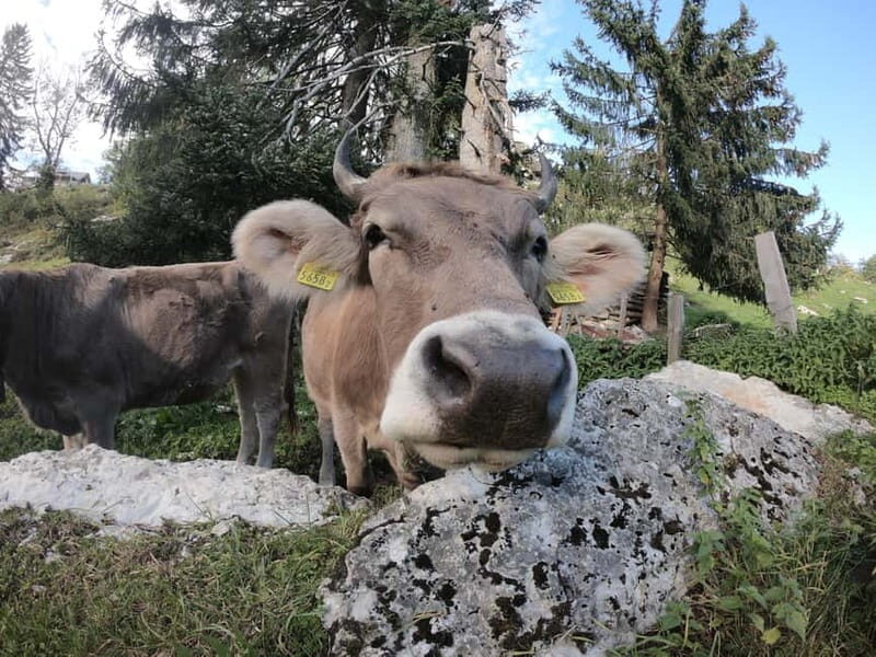 Lucerne: Cliff Path Private Guided Trip - The Itinerary: A Closer Look