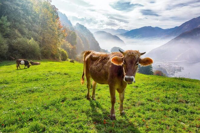 Lucerne: Insta-Perfect Walk With a Local - Hear Anecdotes About Heritage