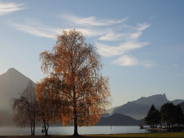 Lucerne: Interlaken & Grindelwald Exclusive Private Day Tour - Frequently Asked Questions