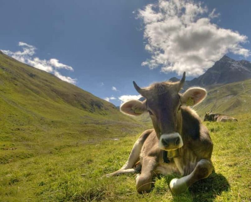 Lucerne: Private day Trip to St. Moritz - Good To Know