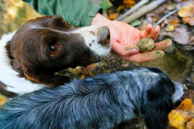 Luck and Patience: Truffle Hunting in Tuscany - Truffle Hunting in Tuscany: Overview