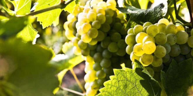 Lugana Wine Tour With Private Panoramic Boat on Lake Garda - Inclusions