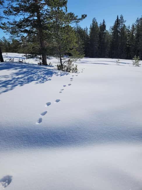 Lulea: Nordic Skills and Bivouac Building with Lunch - Who Would Love This Tour?