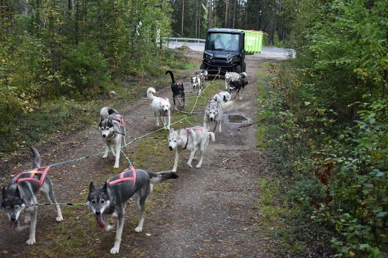Luleå: Training Husky Team - Good To Know