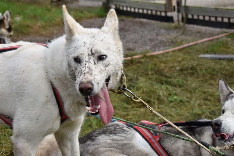 Luleå: Training Husky Team - The Experience in Detail