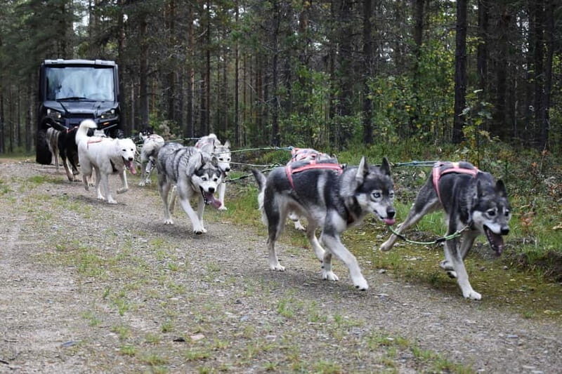 Luleå: Training Husky Team - What We Love About This Tour