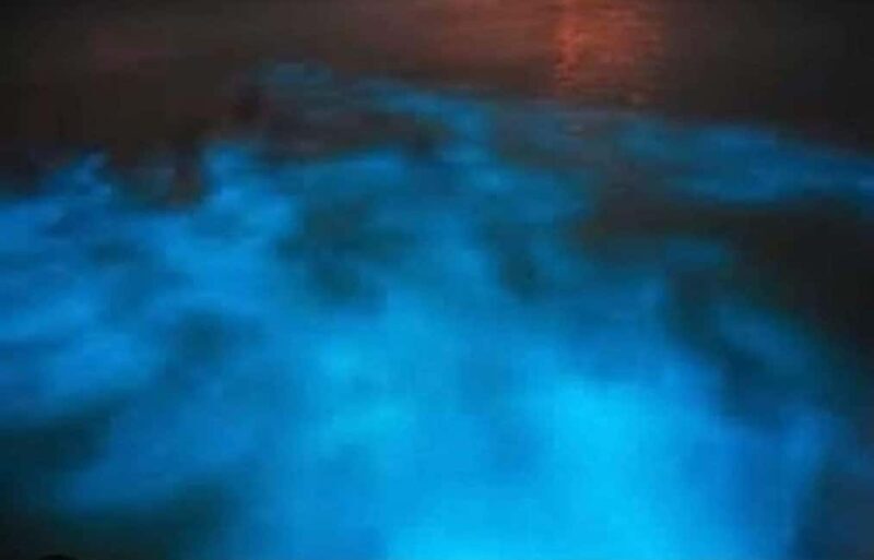Luminous lagoon: Night Tour from Falmouth Hotels and Villas - Good To Know