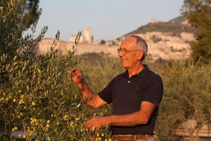 Lunch and Tasting 5 Wines + Walk in the Panoramic Vineyards - Experience Highlights