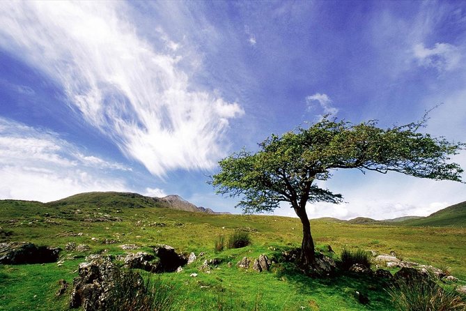 Lunch at the Connemara National Park Tea Rooms. Letterfrack, Galway - Overview and Expectations