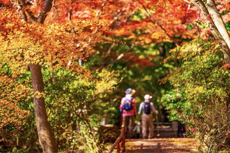 (Lunch included) Kyushu Autumn/Winter Limited One-Day Tour: Fukuoka Mifuneyama Rakuen Autumn Leaves Festival-Yutoku Inari Shrine Autumn Maple Viewing or Saga Strawberry Picking Experience - Two Routes Available - At a glance