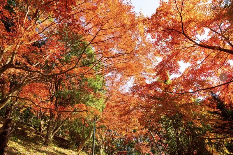 (Lunch included) Kyushu Autumn/Winter Limited One-Day Tour: Fukuoka Mifuneyama Rakuen Autumn Leaves Festival-Yutoku Inari Shrine Autumn Maple Viewing or Saga Strawberry Picking Experience - Two Routes Available - First, choose the right seasonal route