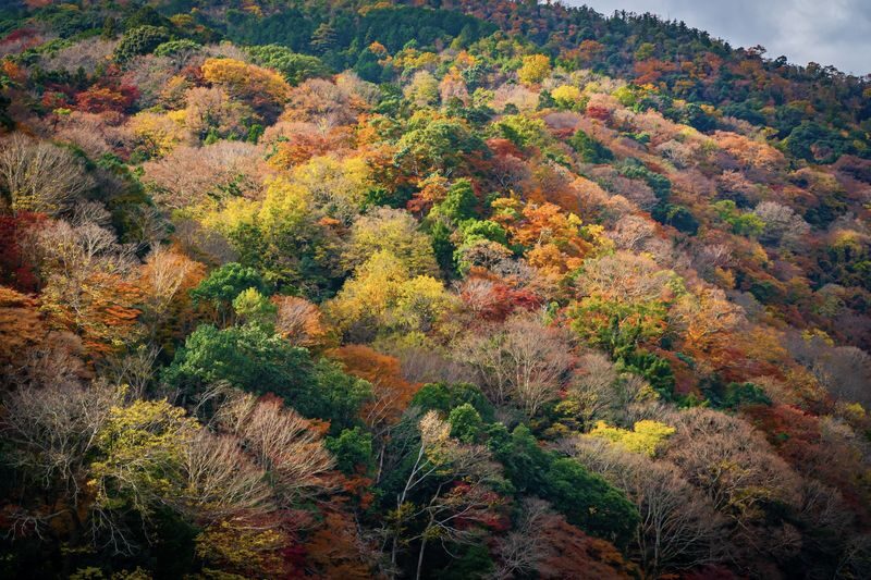 (Lunch included) Kyushu Autumn/Winter Limited One-Day Tour: Fukuoka Mifuneyama Rakuen Autumn Leaves Festival-Yutoku Inari Shrine Autumn Maple Viewing or Saga Strawberry Picking Experience - Two Routes Available - Is the $44.20 starting price good value?