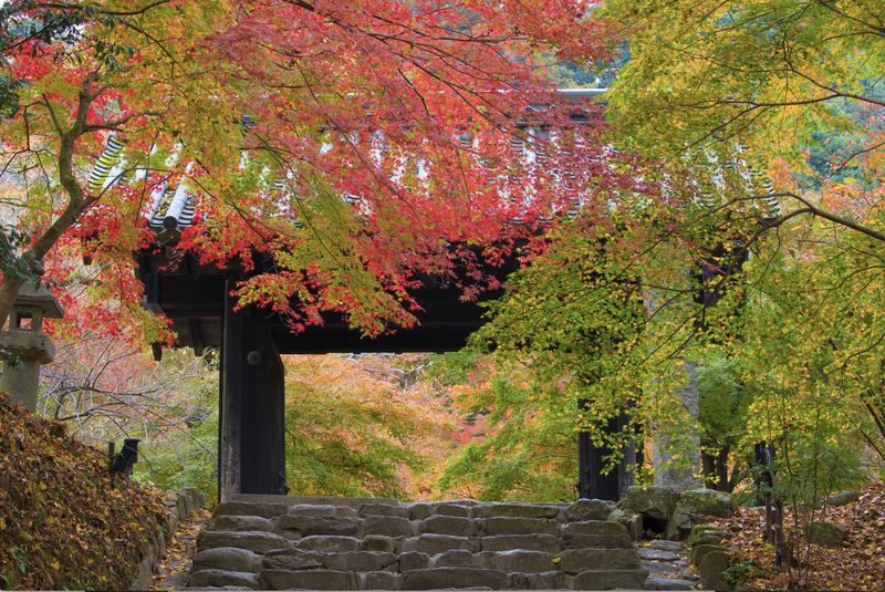 (Lunch included) Kyushu Autumn/Winter Limited One-Day Tour: Fukuoka Mifuneyama Rakuen Autumn Leaves Festival-Yutoku Inari Shrine Autumn Maple Viewing or Saga Strawberry Picking Experience - Two Routes Available - Practical details before you go