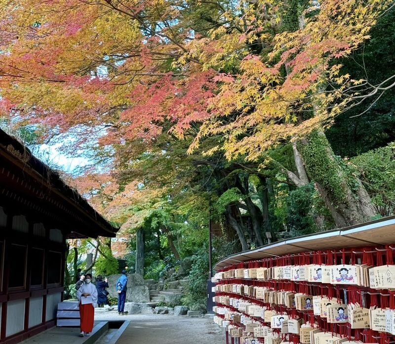 (Lunch included) Kyushu Autumn/Winter Limited One-Day Tour: Fukuoka Mifuneyama Rakuen Autumn Leaves Festival-Yutoku Inari Shrine Autumn Maple Viewing or Saga Strawberry Picking Experience - Two Routes Available - Who should book this tour?