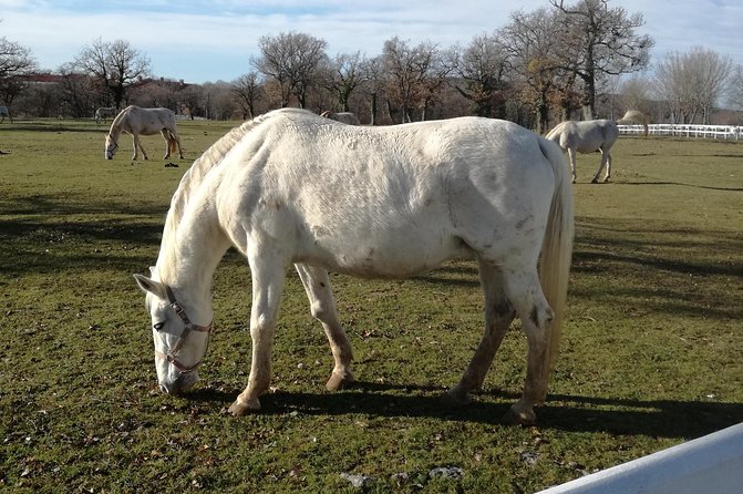 Lunch Trip to Three Countries From Piran - Booking Details