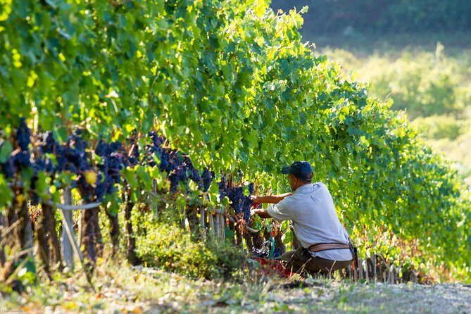 Lunch with Wine Tasting at the Winery - Practical Details and Accessibility