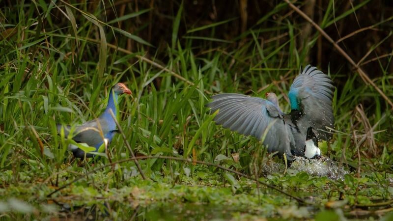 Lung Ngoc Hoang Nature Reserve Half-Day Tour From Can Tho - Should you book the Lung Ngoc Hoang tour?