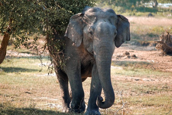 Lunugamvehera National Park Private Safari - Good To Know