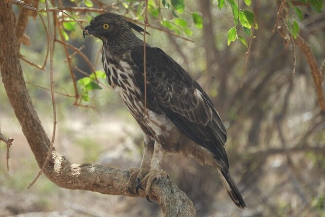 Lunugamvehera National Park Private Safari - Additional Information and Tips