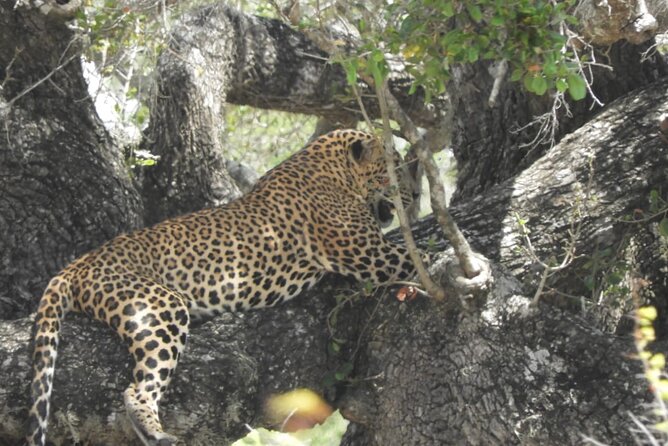Lunugamvehera National Park Private Safari - The Sum Up