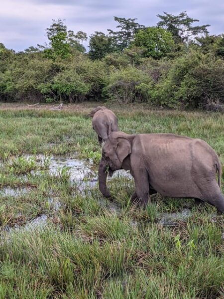 Lunugamvehera National Park Safari ( Yala Block V / VI ) - Inclusions for Visitors