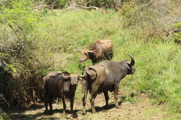 Lunugamvehera National Park Safari ( Yala Block V / VI ) - Frequently Asked Questions