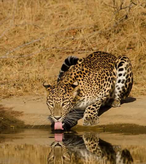 Lunugamvehera National Park (Yala Block V / VI ) Wild Safari - Scenic Landscapes