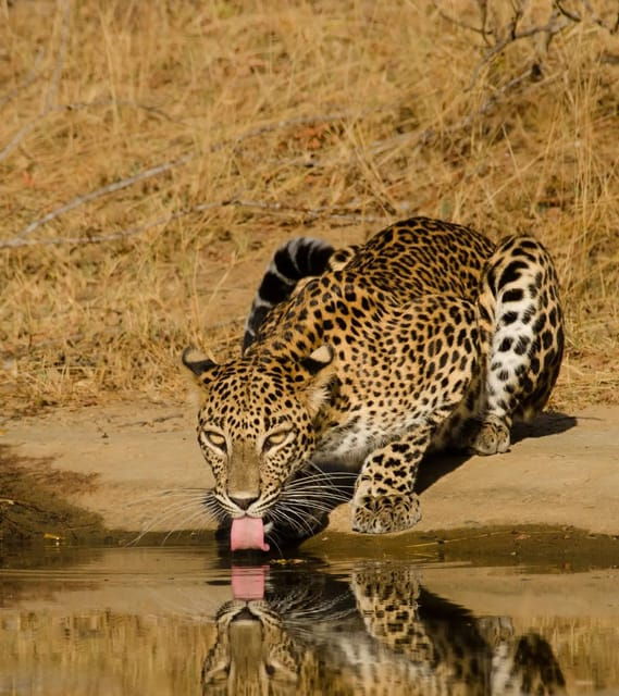 Lunugamvehera National Park (Yala Block V / VI ) Wild Safari - Safari Inclusions