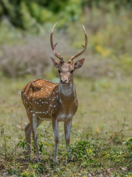 Lunugamvehera National Park (Yala Block V / VI ) Wild Safari - Customer Experiences