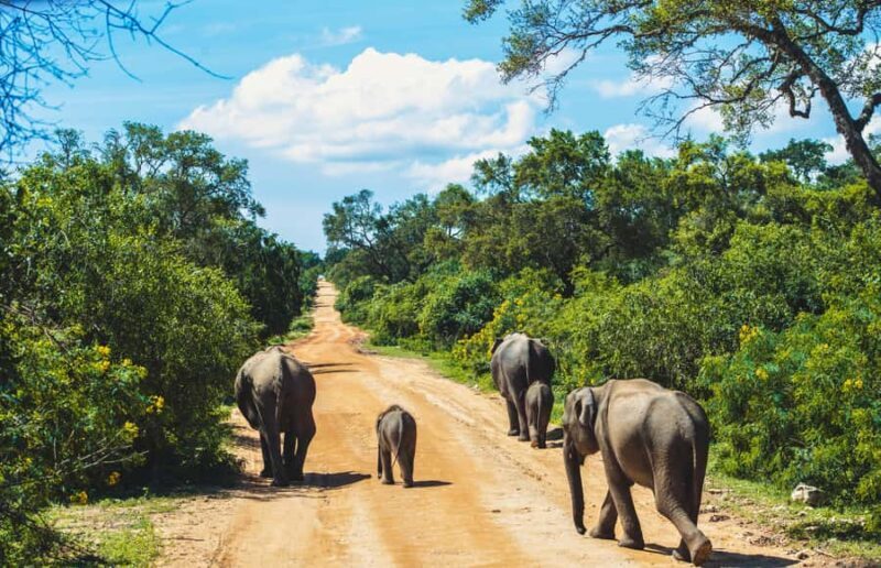 Lunugamwehera National Park (Yala block 5/6) Safari Tour - Authenticity and Reviews