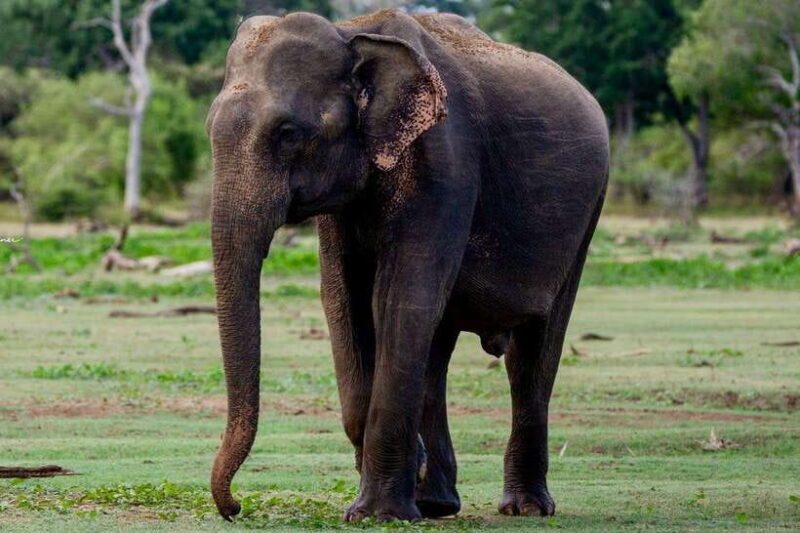 Lunugamwehera NP (Block VI) Morning Safari Game Drive - Good To Know