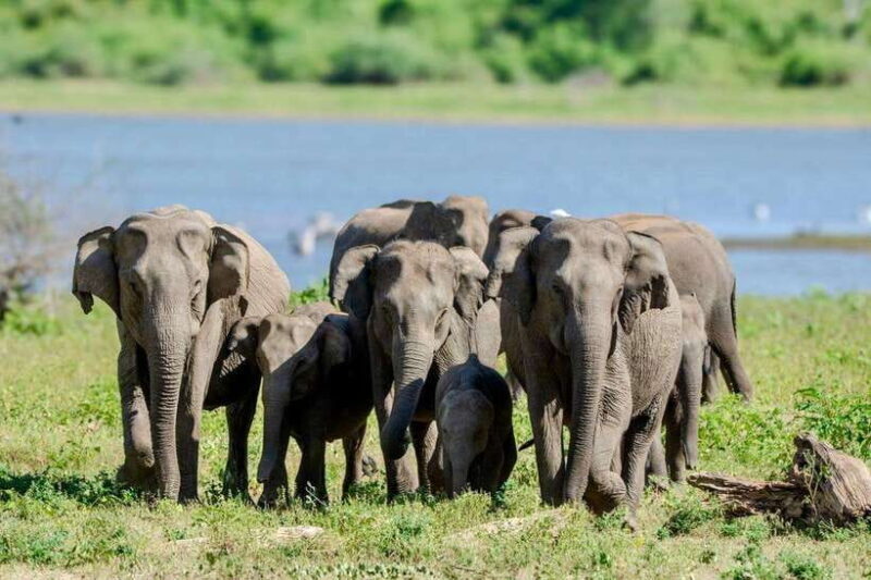 Lunugamwehera NP (Block VI) Morning Safari Game Drive - Why this safari is a smart choice
