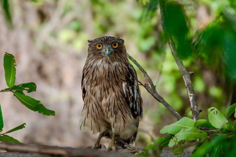 Lunugamwehera NP (Block VI) Morning Safari Game Drive - Who should consider this experience?