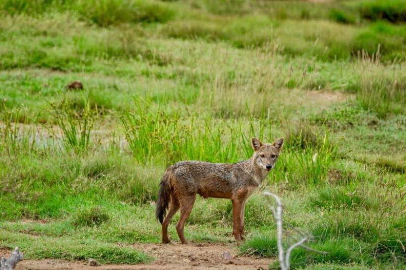 Lunugamwehera NP (Block VI) Morning Safari Game Drive - FAQs