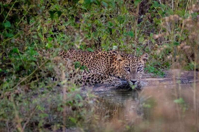 Lunugamwehera NP (Block VI) Morning Safari Game Drive - Introduction: Why This Safari Matters