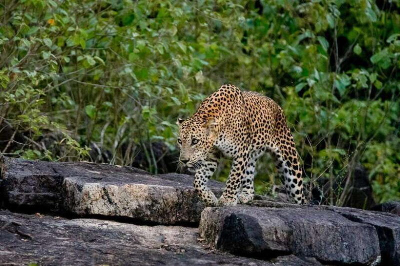 Lunugamwehera NP (Block VI) Morning Safari Game Drive - What to Expect During the Safari