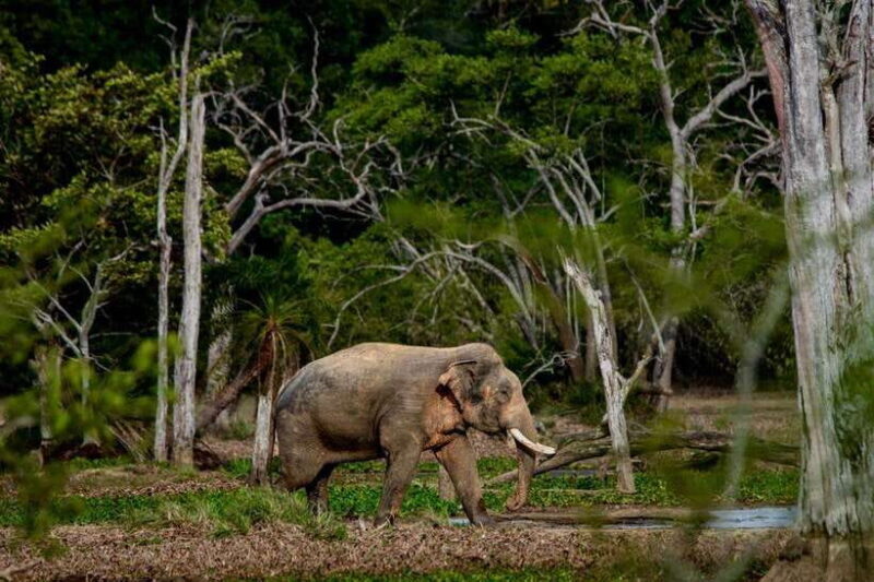 Lunugamwehera NP (Block VI) Morning Safari Game Drive - The Sum Up: Who Should Book This Safari?