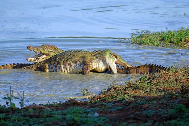 Lunugamwehera & Weheragala: (Yala Block 5 & 6) Safari Tours - Good To Know