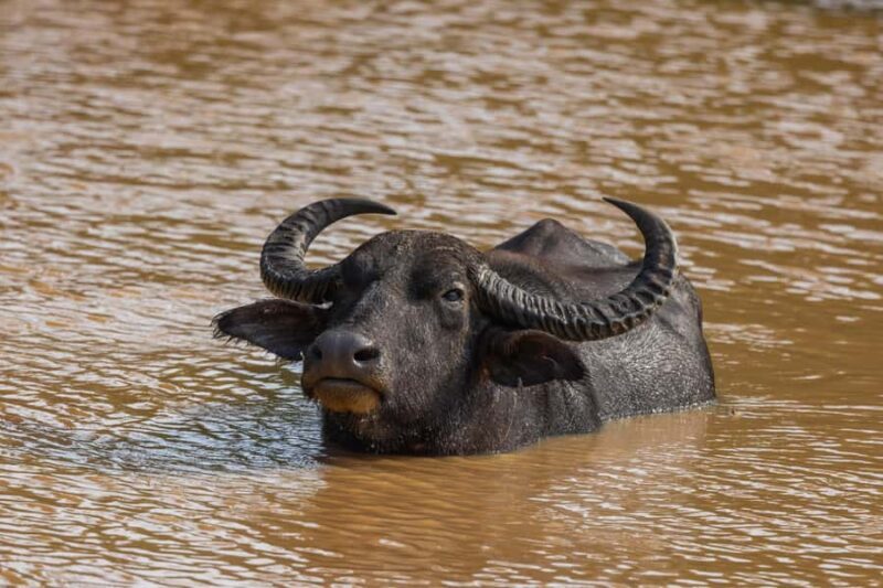 Lunugamwehera & Weheragala: (Yala Block 5 & 6) Safari Tours - The Itinerary in Detail