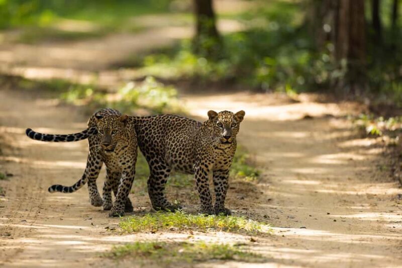 Lunugamwehera & Weheragala: (Yala Block 5 & 6) Safari Tours - Why This Experience Is Worth It